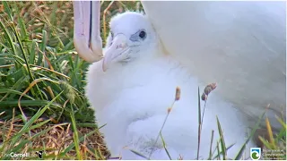 Royal Albatross ~ LGL Feeds Her Cute Chick Dinner! 😊 💗  2.18.24