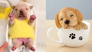 Baby Dogs - Cute & Funny Dog Videos Compilation #34