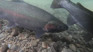 Wilmot Creek (early April 2022)