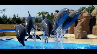 Дельфинарий в Шарм-эль-Шейхе