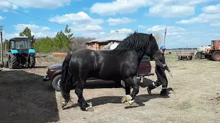 Русский тяжеловоз. Жеребец производитель.