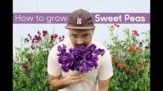 How to Grow Sweet Peas from Seed • Cut Flowers