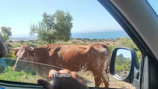 Cow Gives Passersby Some Good Directions || ViralHog