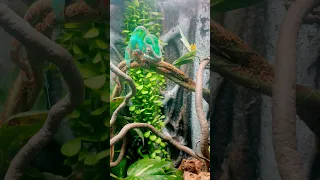 Как ест хамелеон? #chameleon #хамелион #экзотика #пантеровыйхамелион