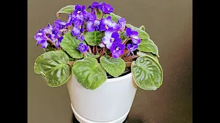 African Violet (Saintpaulia￼) | Simple Guide for success