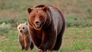 Wildlife Photography-Grizzly 399's cub nicknamed SNOWY-Jackson Hole/Grand Teton Park/Yellowstone