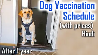 Adult Dog Vaccination Schedule (With Prices) in Hindi | Which Vaccines for my Dog?