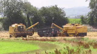 Harvest '20, two New Hollands at work.