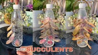 Useful Tips for Succulents | #succulents #suculentas #다육