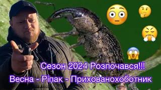 Прихованохоботник: як його впіймати та захистити ріпак