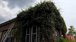 Extreme Vine Removal the Beginning (Satisfying)