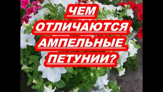 ЧЕМ ОТЛИЧАЮТСЯ АМПЕЛЬНЫЕ ПЕТУНИИ?