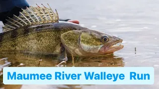 How To: Maumee River Walleye tips and tricks 🎣