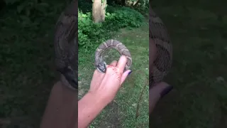 A-Water-Snake-Takes-a-Nice-Bite-of-a-Girls-Hand #snake #bite #girl #viral #shorts