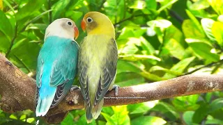 Lovebird Chirping Sounds - Blue Opaline & Parblue Euwing Opaline