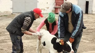 Понос лечение новокаиновой блокадой. Diarrhea treatment procaine blockade.