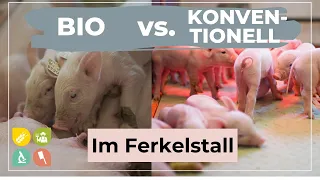 Bio vs. Konventionell | Sauen & Ferkel