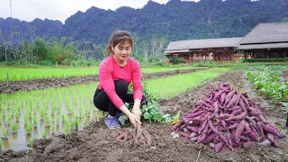 Harvesting Sweet Potato To sell at the market - Bumper sweet potato crop - Cooking | Nhất New Life