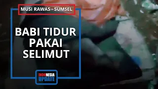 Warga Heboh Babi Hutan Aneh, Kerap Menangis saat Diusir sampai Tidur Pakai Bantal dan Selimut