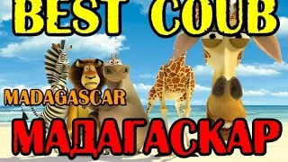 Best coub МАДАГАСКАР, Коуб лучшее пингвины и лемуры +из мадагаскара