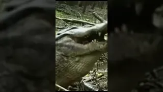 ALLIGATOR CRUSHING TURTLE GATOR KILLING TURTLE