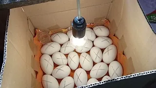 Гусиные яйца мою, дезинфицирую и закладываю в инкубатор из картонной коробки. Инкубация гусиных яиц