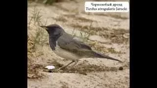 Эмиль Горовец - Дрозды