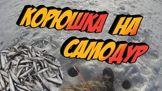 Поймать корюшку на самодур? ЛЕГКО! Обловил всех рыбаков!