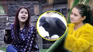 Bigg Boss 13 Review: Shehnaz Gill FUNNY Moment With Crow, Rashami Enjoys