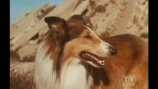 Ranger Cory Lassie (Season 13 Eps.24 Lure Of The Wild)