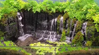 Creating a Terrarium Oasis with 8 Waterfalls and a Beautiful Shiraito Waterfall Flowing Through It