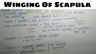 Winging Of Scapula | Long Thoracic Nerve Injury | TCML