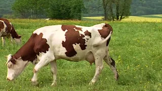 Les fermes d'autrefois - la vache