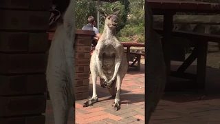 When a kangaroo has to scratch his balls in public