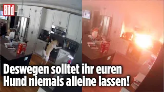 Vierbeiner entfacht Flammen-Inferno: Hund schatet Herd ein | Parkville, Missouri