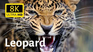 Close-ups of leopard in wilderness 8K [Ultra HD]
