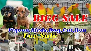 ❤️Bigg Sale💖Fancy Pigeon🔥Cat💞Dog😻Exotic Birds🤗For Sale💙Low Rate Pets Sale Kerala💛Pets Farm Kerala😜