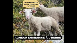 Agneau 100% à l'herbe au pâturage