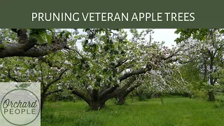 OLD APPLE TREE PRUNING with Orchard Educator Bob Lever 🌳🍎🍏