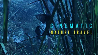 Cinematic Travel Video [Into The Nature] | Sony HDR-CX405