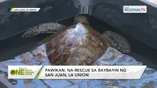 One North Central Luzon: Pawikan, na-rescue sa baybayin ng San Juan, La Union