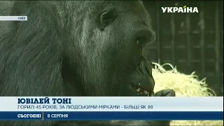 Горила Тоні з Київського зоопарку відзначає 45‑річчя