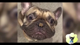 Funniest Animals - Try To Not Laugh!! Funny Animals Compilation