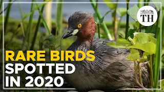 2020: Indian bird watchers' paradise