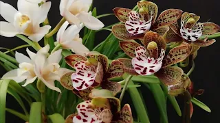 Secretos para la Orquídea Cymbidium dar flores