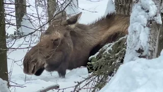 Moose chewing gum laying in the snowy woods in Anchorage Alaska.