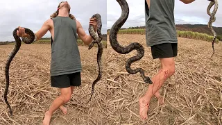 Finding Snakes on the Sugar Cane farms of Far North QLD!