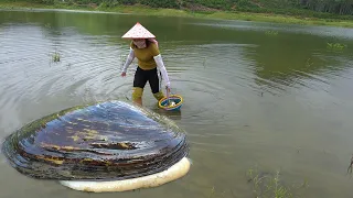 Shining Treasure! The beauty of the reservoir picks up clams to uncover the mystery of golden pearls