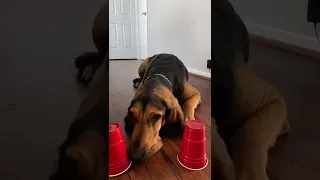 Can you trick a hound dog nose ? #dogchallenge #dogtreatchallenge #bloodhound #d...