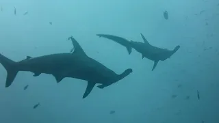 Malpelo Hammerhead sharks